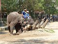 Chiang Mai P0183 Maetaman Elephant Camp